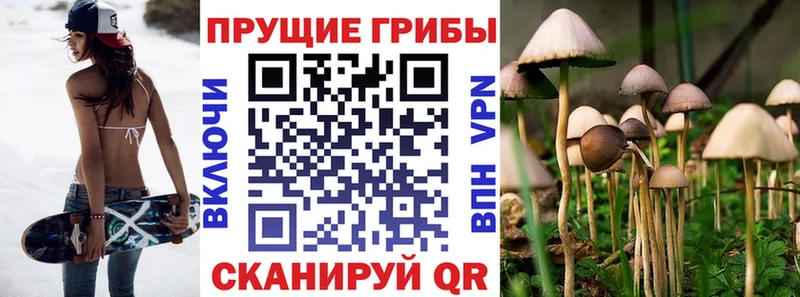 Галлюциногенные грибы MAGIC MUSHROOMS  где купить наркоту  Выборг 